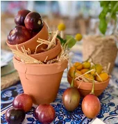 Terracotta Pot 8cm